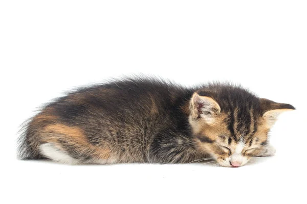 Domestic Calico Kitten Cat Sleep Isolated White Background — Stock Photo, Image