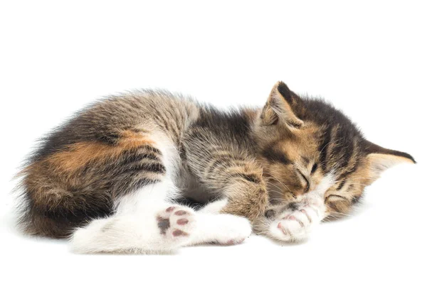 Domácí Calico Kočička Spánek Izolované Bílém Pozadí — Stock fotografie