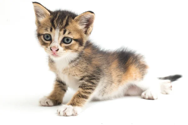 白地に隔離された国産カリコ子猫 — ストック写真