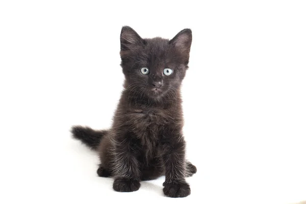 Mieszane Rasy Czarny Kot Kociak Izolowany Białym Tle — Zdjęcie stockowe