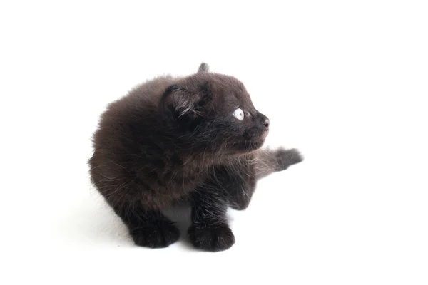 Mixed Breed Black Cat Kitten Isolado Fundo Branco — Fotografia de Stock