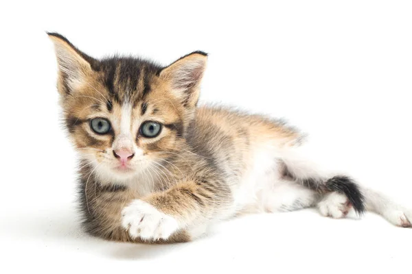 Domestic Calico Kitten Cat Isolated White Background Stock Photo