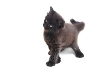 Melez Kedi Yavrusu, beyaz arka planda izole edilmiş.