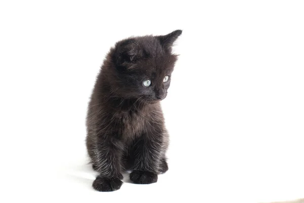 Gattino Gatto Nero Razza Mista Isolato Sfondo Bianco — Foto Stock