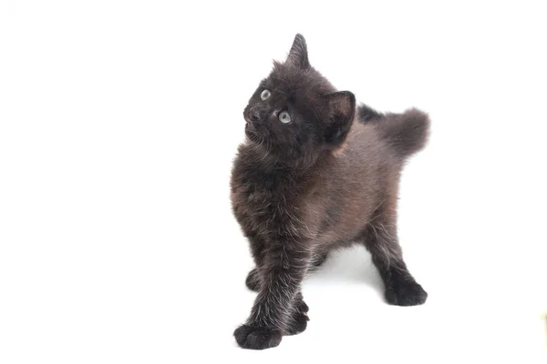 Smíšené Plemeno Černá Kočka Kotě Izolované Bílém Pozadí — Stock fotografie