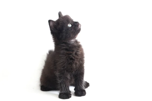 Gatito Gato Negro Raza Mixta Aislado Sobre Fondo Blanco —  Fotos de Stock