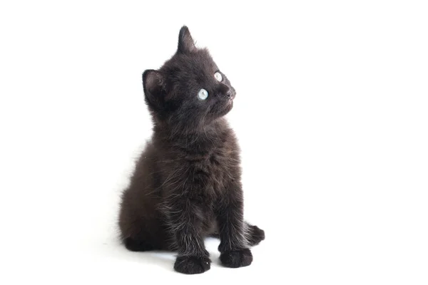 Mischling Black Cat Kitten Isoliert Auf Weißem Hintergrund — Stockfoto
