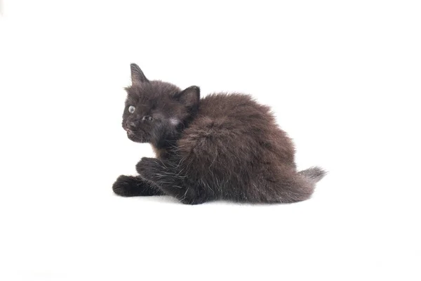 Mixed Breed Black Cat Kitten Isolated White Background — Stock Photo, Image