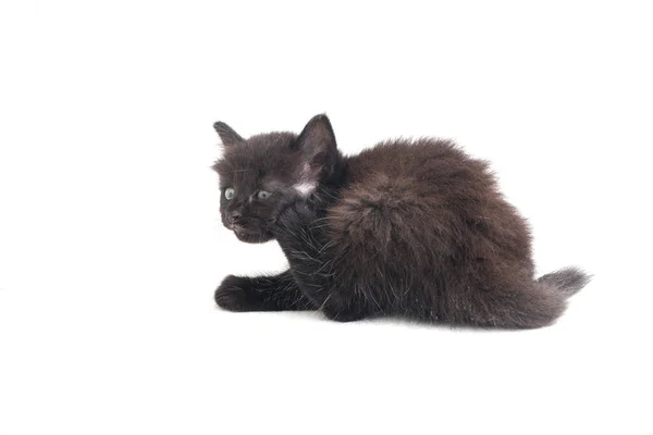 Mixed Breed Black Cat Kitten Isolado Fundo Branco — Fotografia de Stock
