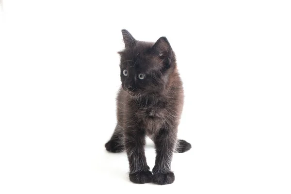 Gatito Gato Negro Raza Mixta Aislado Sobre Fondo Blanco —  Fotos de Stock