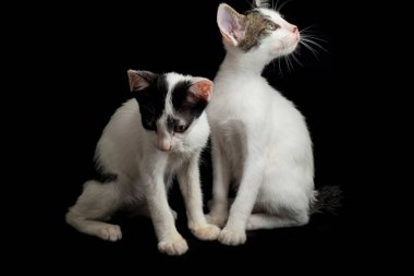 Siyah bir arka planda izole edilmiş iki güzel ikiz beyaz kedi yavrusu.