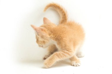 Güzel bir Evcil Portakal kedisi kedi yavrusu komik pozisyonlar. Beyaz arkaplanda izole edilmiş bir hayvan portresi.