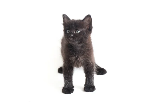 Mixed Breed Black Cat Kitten Isolado Fundo Branco — Fotografia de Stock