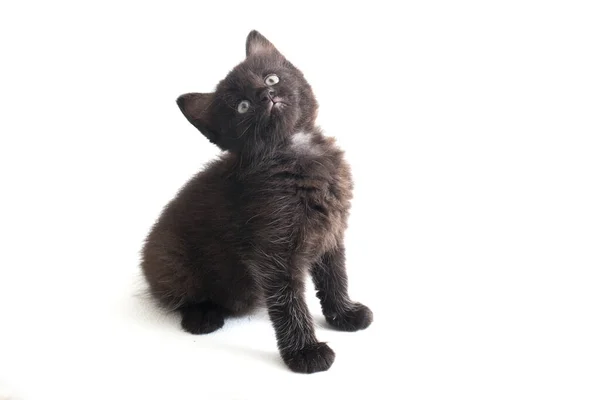 Smíšené Plemeno Černá Kočka Kotě Izolované Bílém Pozadí — Stock fotografie