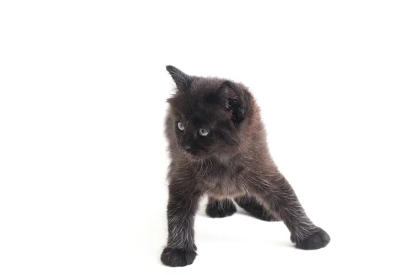 Mixed Breed Black Cat Kitten Isolado Fundo Branco — Fotografia de Stock