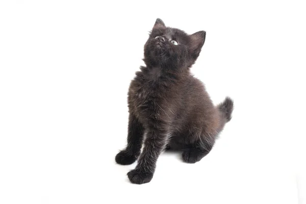 Mieszane Rasy Czarny Kot Kociak Izolowany Białym Tle — Zdjęcie stockowe