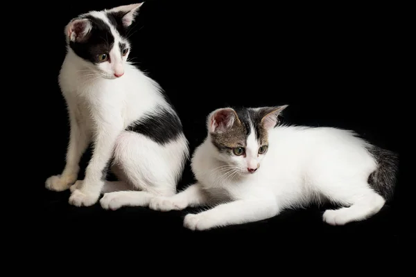 Dois Gatinho Branco Doméstico Lindo Gêmeo Isolado Fundo Preto — Fotografia de Stock