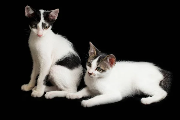 Dois Gatinho Branco Doméstico Lindo Gêmeo Isolado Fundo Preto — Fotografia de Stock