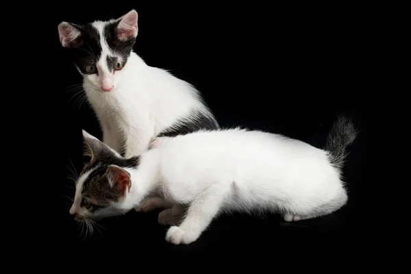 Zwei Schöne Weiße Hauskatzen Zwillinge Auf Schwarzem Hintergrund — Stockfoto