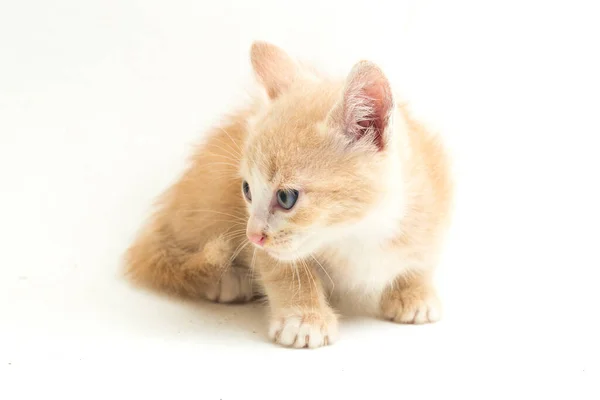 一只漂亮的家养橙猫摆出滑稽的姿势 白色背景的动物肖像 — 图库照片