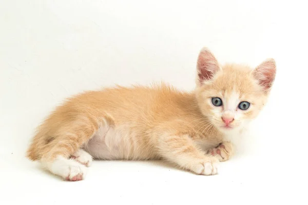 stock image A Beautiful Domestic Orange cat kitten funny positions. Animal portrait isolated on white background.