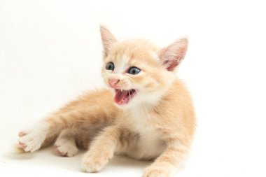 Güzel bir Evcil Portakal kedisi kedi yavrusu komik pozisyonlar. Beyaz arkaplanda izole edilmiş bir hayvan portresi.