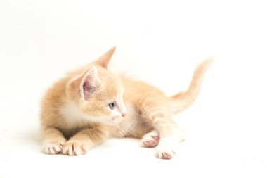 Güzel bir Evcil Portakal kedisi kedi yavrusu komik pozisyonlar. Beyaz arkaplanda izole edilmiş bir hayvan portresi.