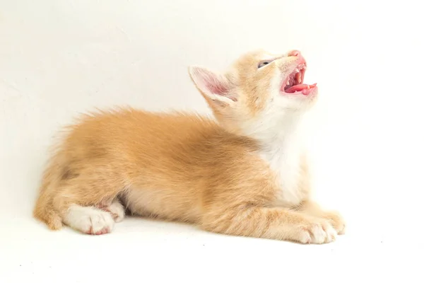 Beautiful Domestic Orange Cat Kitten Funny Positions Animal Portrait Isolated — Stock Photo, Image