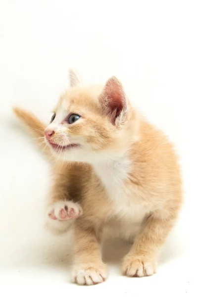 Krásná Domácí Pomerančová Kočička Legračními Pozicemi Zvířecí Portrét Izolované Bílém — Stock fotografie