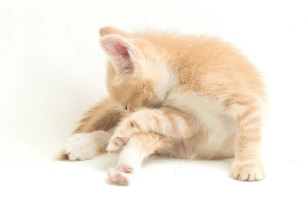 Beautiful Domestic Orange Cat Kitten Funny Positions Animal Portrait Isolated — Stock Photo, Image