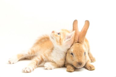 Güzel bir portakallı kedi yavrusu ve turuncu-kahverengi sevimli tavşan pozisyonu. Beyaz arkaplanda izole edilmiş bir hayvan portresi.