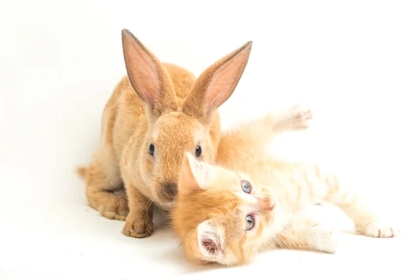 一只漂亮的橙色猫猫和橙色 棕色可爱的兔子的滑稽姿势 白色背景的动物肖像 — 图库照片