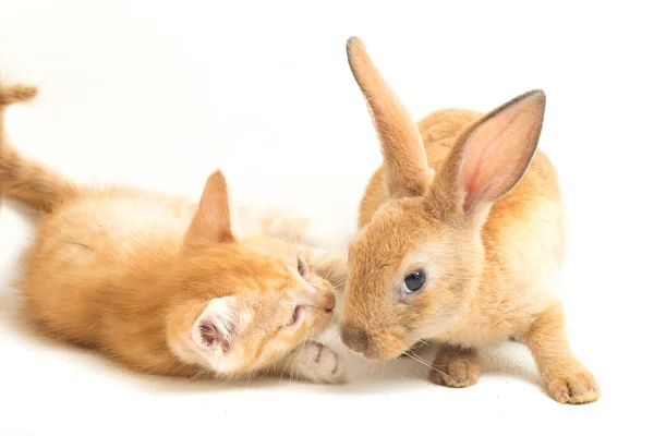 Gatinho Gato Laranja Bonito Laranja Marrom Posições Engraçadas Coelho Bonito — Fotografia de Stock