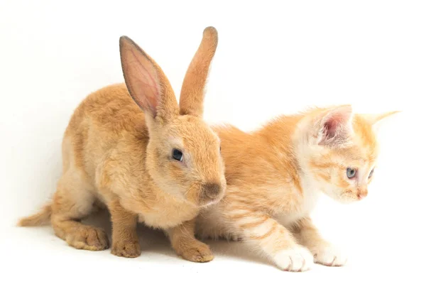 Gatinho Gato Laranja Bonito Laranja Marrom Posições Engraçadas Coelho Bonito — Fotografia de Stock