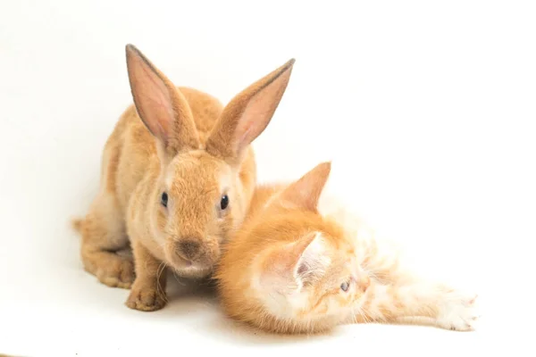 Eine Wunderschöne Orangefarbene Katzenkätzchen Und Orange Braune Niedliche Kaninchen Lustige — Stockfoto
