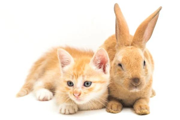 Bellissimo Gatto Gattino Arancione Arancione Marrone Carino Coniglio Posizioni Divertenti — Foto Stock