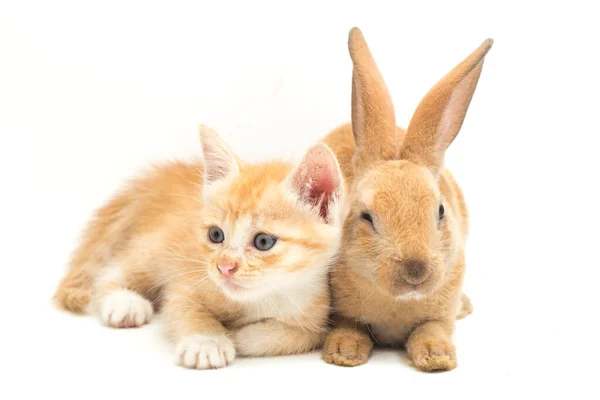 Gatinho Gato Laranja Bonito Laranja Marrom Posições Engraçadas Coelho Bonito — Fotografia de Stock