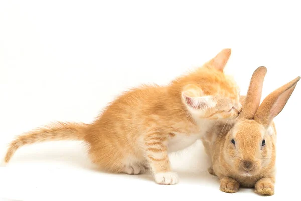 Gatinho Gato Laranja Bonito Laranja Marrom Posições Engraçadas Coelho Bonito — Fotografia de Stock