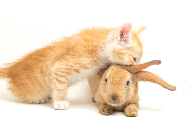 Gatinho Gato Laranja Bonito Laranja Marrom Posições Engraçadas Coelho Bonito — Fotografia de Stock