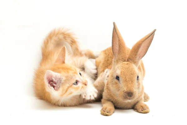 Gatinho Gato Laranja Bonito Laranja Marrom Posições Engraçadas Coelho Bonito — Fotografia de Stock