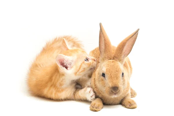 Gatinho Gato Laranja Bonito Laranja Marrom Posições Engraçadas Coelho Bonito — Fotografia de Stock