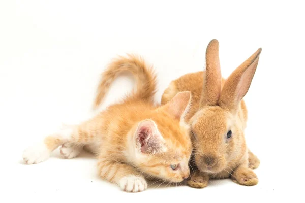 아름다운 오렌지 고양이 고양이와 오렌지 갈색귀여운 토끼가 우스꽝 스러운 자세를 — 스톡 사진