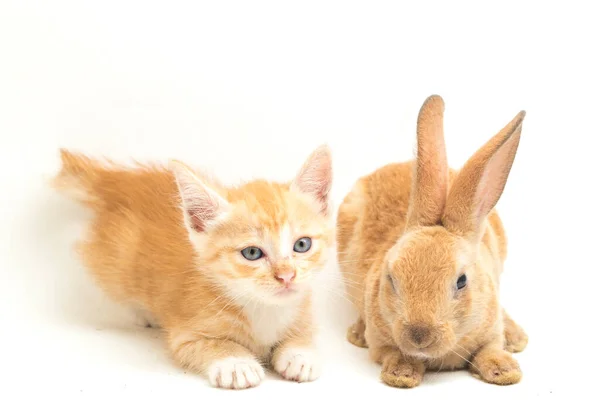 Gatinho Gato Laranja Bonito Laranja Marrom Posições Engraçadas Coelho Bonito — Fotografia de Stock