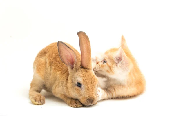 아름다운 오렌지 고양이 고양이와 오렌지 갈색귀여운 토끼가 우스꽝 스러운 자세를 — 스톡 사진