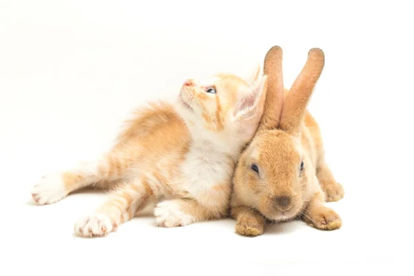 Bellissimo Gatto Gattino Arancione Arancione Marrone Carino Coniglio Posizioni Divertenti — Foto Stock