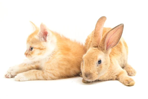 Gatinho Gato Laranja Bonito Laranja Marrom Posições Engraçadas Coelho Bonito — Fotografia de Stock