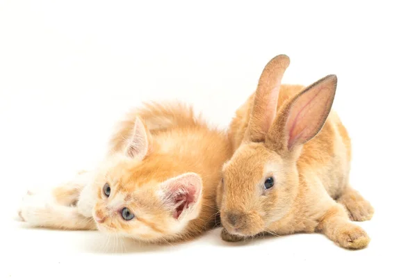 一只漂亮的橙色猫猫和橙色 棕色可爱的兔子的滑稽姿势 白色背景的动物肖像 — 图库照片