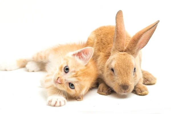 Gatinho Gato Laranja Bonito Laranja Marrom Posições Engraçadas Coelho Bonito — Fotografia de Stock