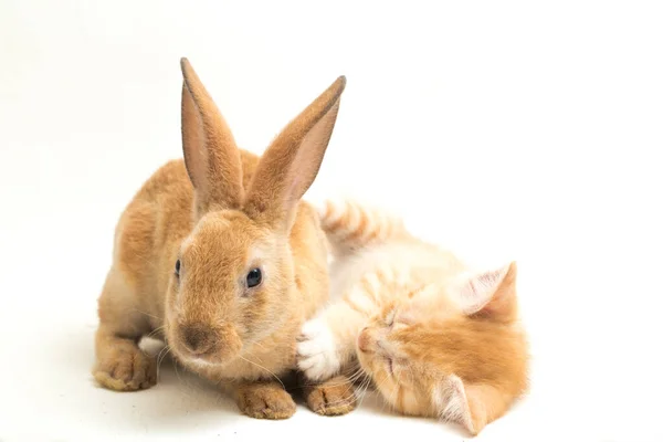 Gatinho Gato Laranja Bonito Laranja Marrom Posições Engraçadas Coelho Bonito — Fotografia de Stock