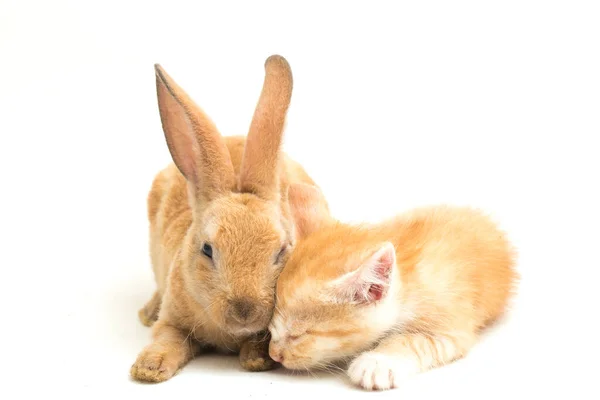 Gatinho Gato Laranja Bonito Laranja Marrom Posições Engraçadas Coelho Bonito — Fotografia de Stock